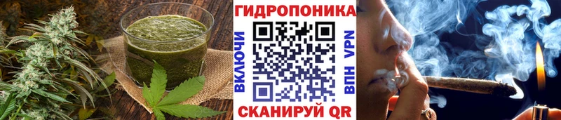 наркота  Сясьстрой  Canna-Cookies марихуана 
